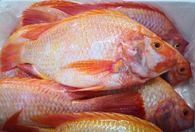 Red Tilapia
